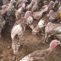 بوقلمون بوربون  اصیل ۷۰روزه واقعی
