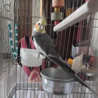 عروس هلندی نر بالغ