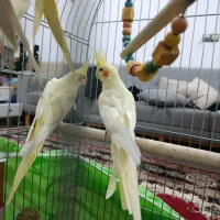 4 عدد عروس هلندی