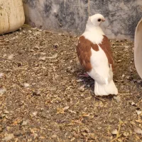 جوجه ساتن .موفکا