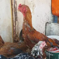 خروس لاری حنایی و۴مرغ محلی جوان تخمگذار