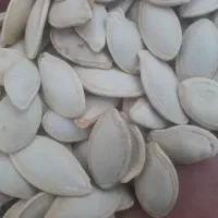 تخمه کدو
