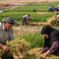 سرکارگر کشاورزی با ۱۰ سال سابقه فعال