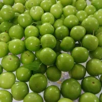 گوجه سبز