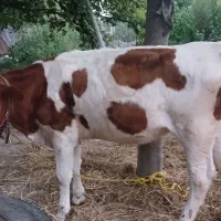 لیشه جنس مونت بیلیارد نژاد دار بالای ۳۰ کیلو شیر