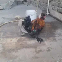 خروس و مرغ سلطان