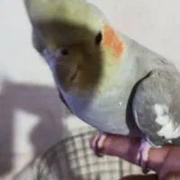 عروس هلندی ماده
