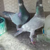 جفتگاه المانی
