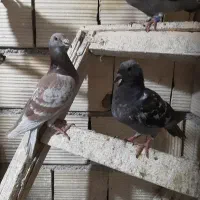 کبوتر و زیل کبوتر ،کود کبوتر
