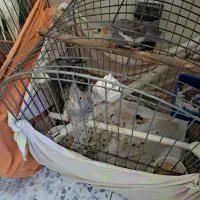 فروش چند تا عروس هلندی رام خونگی