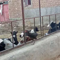 فریح لاری