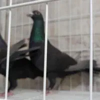 3 عدد  کبوتر ماده زاغ کرمونی