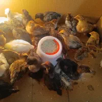 پخش عمده و خورده جوجه مرغ محلی