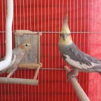 عروس هلندی جفت با قفس