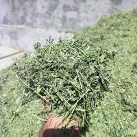 بیده یونجه