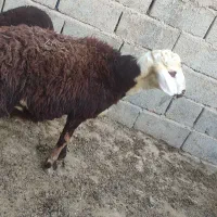 بره قوچ پلنگی