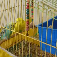 مرغ عشق بسیار عالی و زیبا