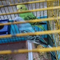 مرغ عشق فروشی