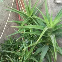 گل طبیعی|گل و گیاه طبیعی|نیشابور, فردوس شمالی|دیوار