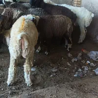 بره نر سبک وزن