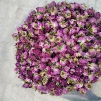 غنچه گل محمدی