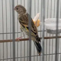 جوجه سهره .گلبسرقناری وسهره قناری.