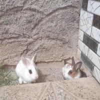 خرگوش