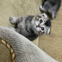 گربه اسکاتیش وبریتیش