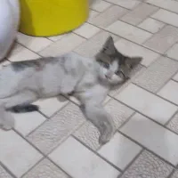 واگذاری رایگان بچه گربه