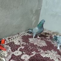کلهی خوب