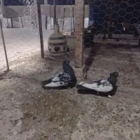 کفتر