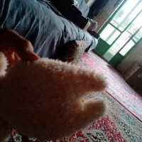 لبوبو|اسباببازی|میبد, |دیوار