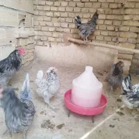 جوجه گلین لری طوسی