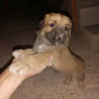 واگذارسگ