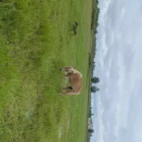 اسب