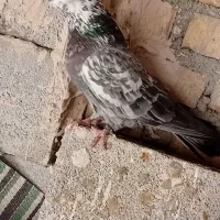 گروه کبوتر