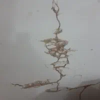 سمپاشی وموریانه زدایی باضمانت نامه کتبی معتبر