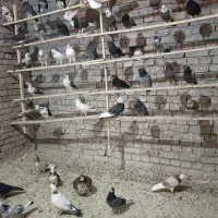 کبوتر فروشی همه رنگ