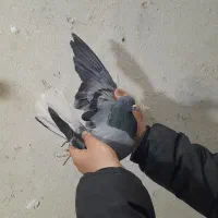 کفترگرفتنی ۱۳طبقه