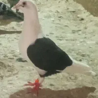 کبوتر