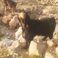 نر بز