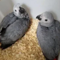 جوجه کاسکو