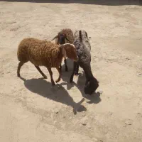 بره ماده مهربان