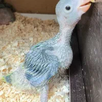 جوجه ملنگو سرلاکی