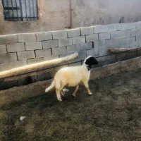 بره سنجابی اصیل ترینجک کشیده