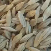 جو محلی