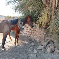 اسب|اسب و تجهیزات اسب‌سواری|دره شهر, |دیوار