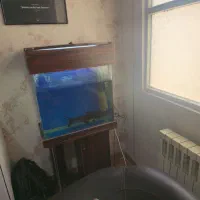 آکواریوم و ماهی