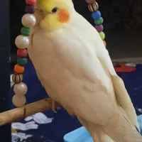عروس هلندی نر سخنگو