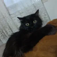 میکس پرشین